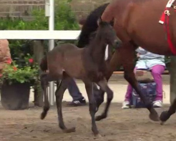 Pferd Hengst von First Selection (Westfale, 2014, von First Selection)