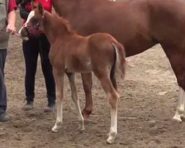 Cheval Clara 166 (Poney de Selle Allemand, 2014, de Top Christobell)