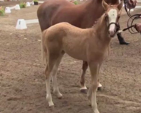 broodmare Golden Grace (German Riding Pony, 2014, from Golden State 2)