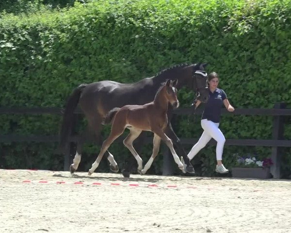 Video von Franz Xaver