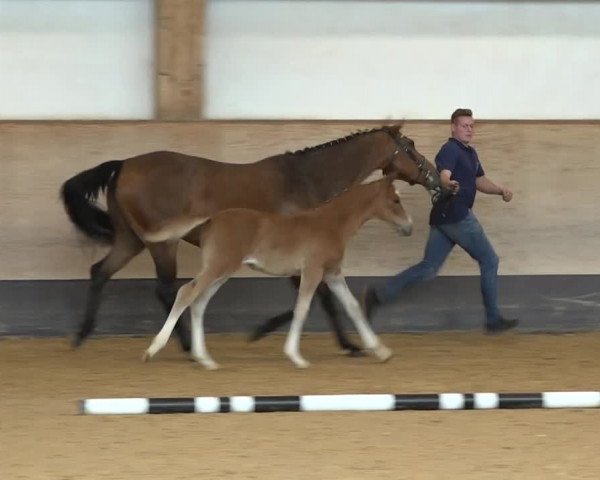 Video von Caya SP