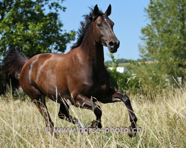Dressurpferd Arletta (Hannoveraner, 2008, von Abke 4)