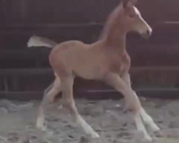 Video of Romanno Leniro