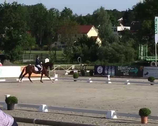 Reitturnier Detmold-Remmighausen 2019