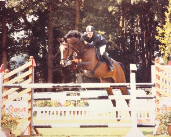 dressage horse Prior V (Westphalian, 1995, from Piquet)