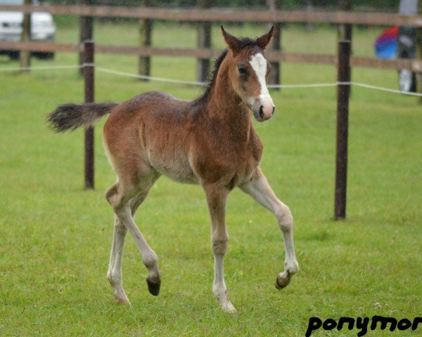 Pferd Vincenzo (Deutsches Reitpony, 2014, von Vincent)
