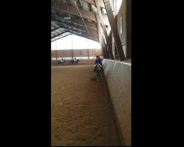 Video of Sunny Moon 2