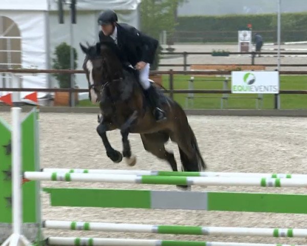 jumper Sam M 2 (Oldenburg, 2009, from Singulord Joter)
