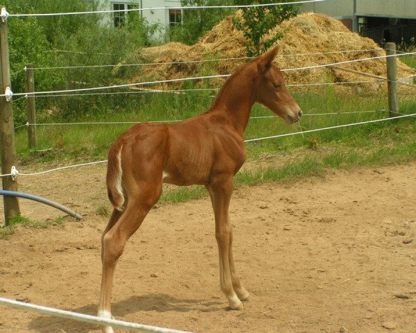 jumper Firefox (Westphalian, 2014, from Franziskus FRH)