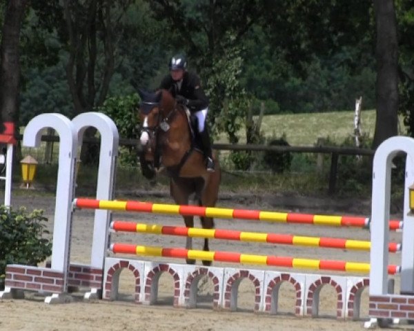 broodmare Corloona (Westphalian, 2009, from Cornet's Stern)