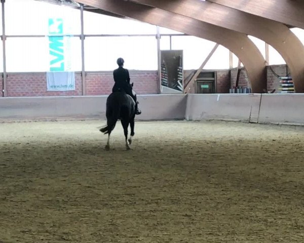 Reitturnier Hünxe 2019