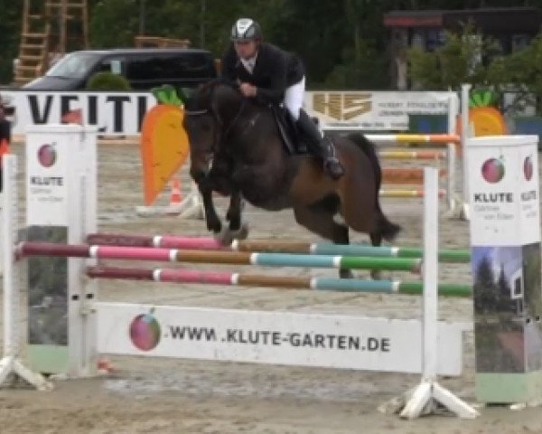 jumper Cardoso 30 (Oldenburg, 2009, from Cola 10)