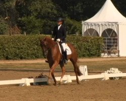Caballo de Doma Doria 85 (Westfaliano, 2009, de Don Frederico)