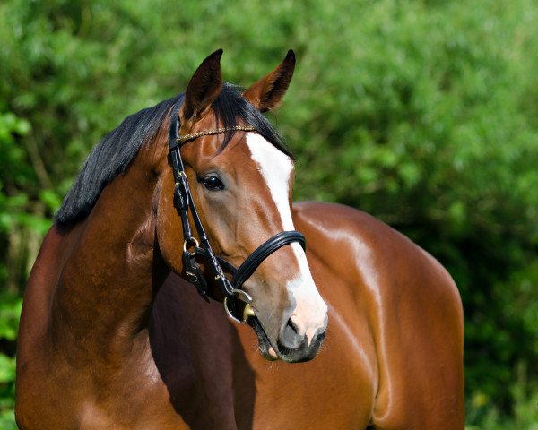 horse Bonaparte mon Beau (Oldenburg, 2011, from Balesteros)