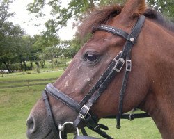 broodmare Fabienne TCF (German Riding Pony, 1996, from Folklore)