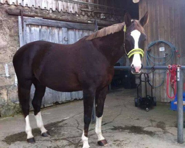 horse Floremy (Austrian Warmblood, 2003, from Florestano)