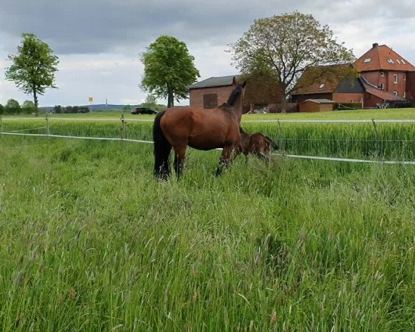 Video of Salicanto