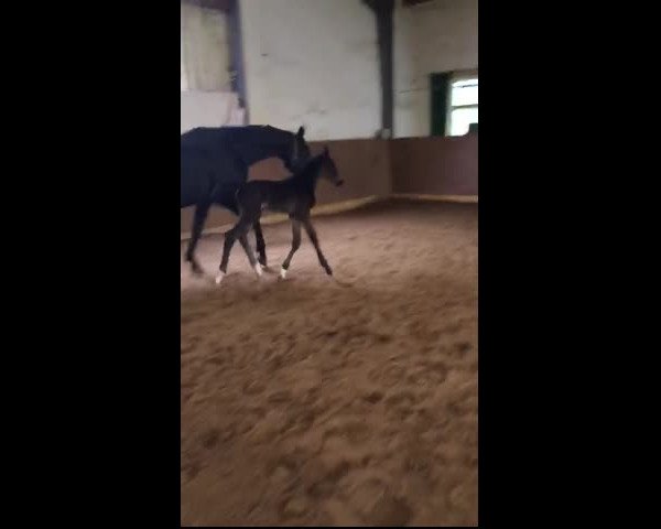 Video of I'm Special Dacora