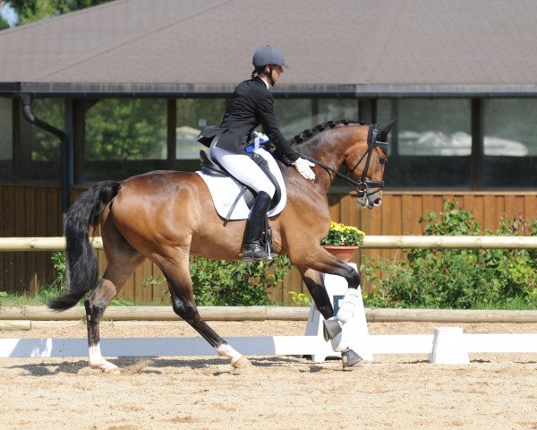 Dressurpferd Sammy Sunshine (Oldenburger, 2007, von Serano Gold)