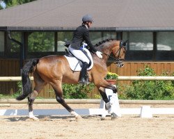 Dressurpferd Sammy Sunshine (Oldenburger, 2007, von Serano Gold)