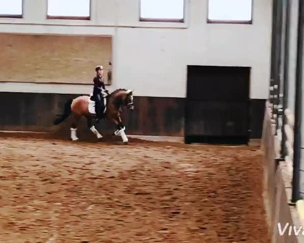 Video of Voice of Germany