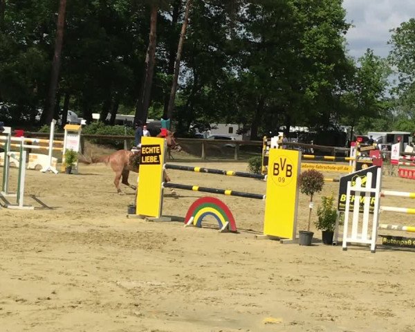 Reitturnier Rhede 2019