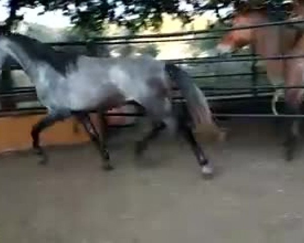 Video von Charpeta