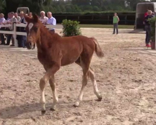 Pferd Coal Fidibus (Westfale, 2014, von Coal Diamond)