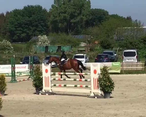 Video von Condor Blue