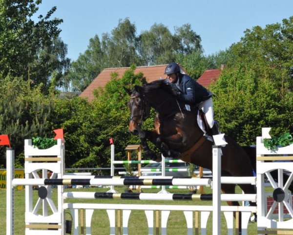 jumper Mr. Cellester (Oldenburg show jumper, 2006, from Cellestial) jumper Mr. Cellester (Oldenburg show jumper, 2006, from Cellestial)