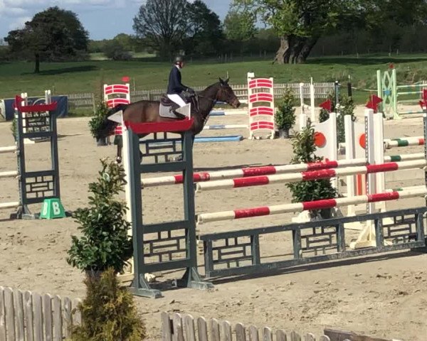 Reitturnier Schülp / Rendsburg 2019