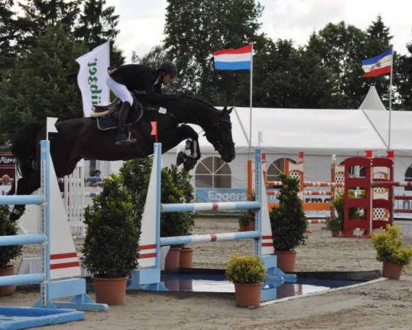 Springpferd Constantin 101 (Oldenburger Springpferd, 2008, von Contendro I)
