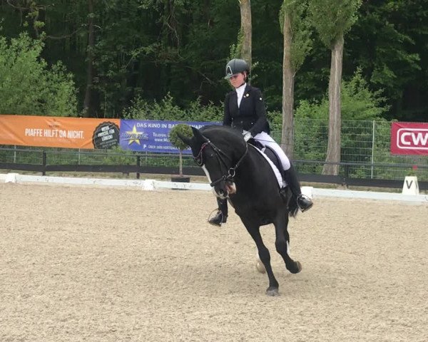 Reitturnier Lübeck 2019
