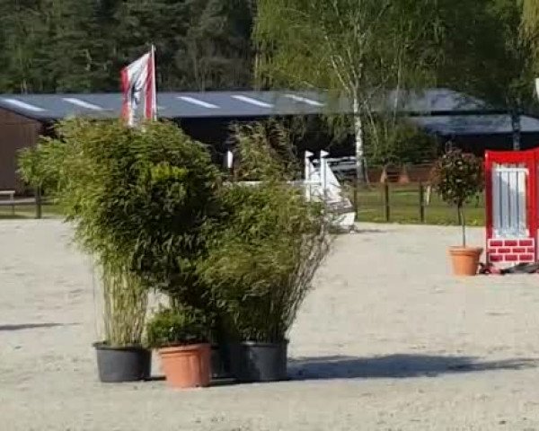 Video von Centucky H