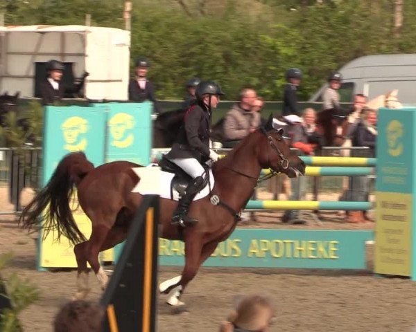 Reitturnier Langwedel - Hagen - Grinden 2019
