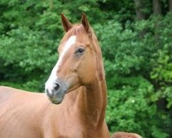 broodmare Wicenta (Hanoverian, 1999, from Wolkentanz II)