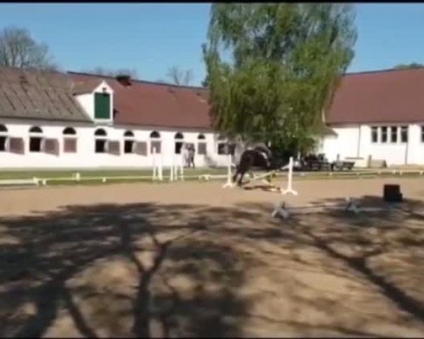 Video of Dietske V.