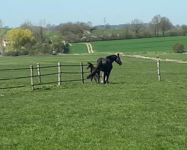 Video of Ruwina Royal