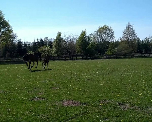 Video von Mable CR
