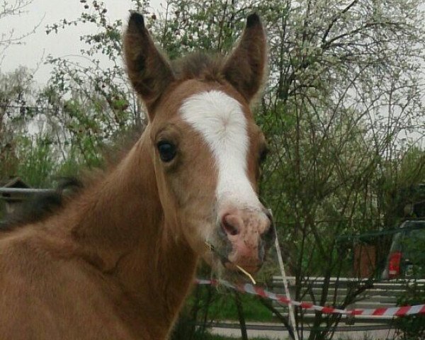 Springpferd Calimero (Deutsches Reitpony, 2014, von Cartier de Deluxe)