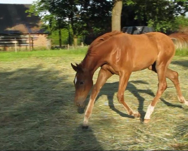 horse Quitanoff (Rhinelander, 2014, from Quateron)