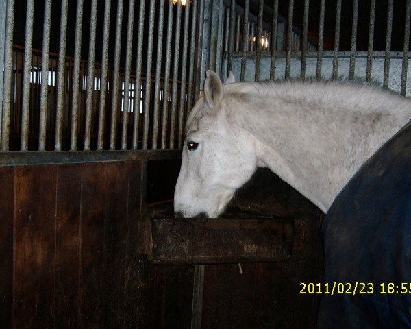 Pferd Carlo (Holsteiner, 1979, von Calvados I) Pferd Carlo (Holsteiner, 1979, von Calvados I)