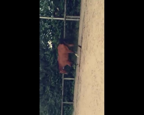 Video von Catano BS
