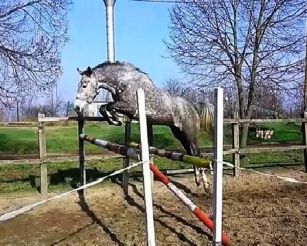broodmare Cortina (Holsteiner, 2008, from Clinton H)