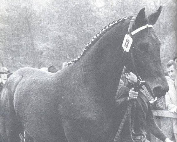 stallion Waldmeister (Oldenburg, 1972, from Waidmannsheil)