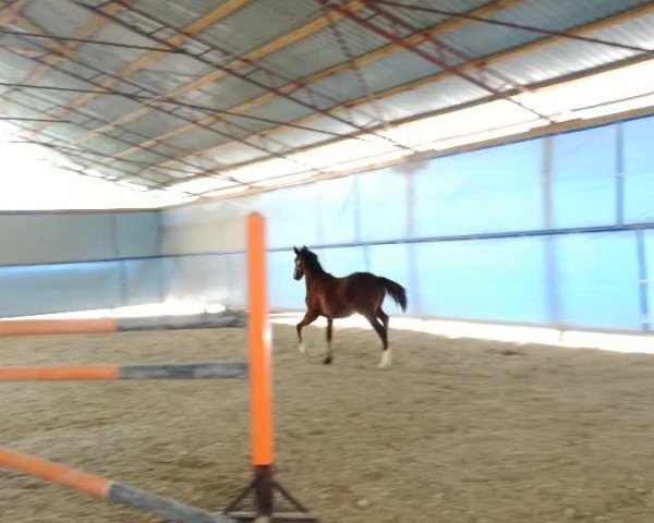 Video von Legenda