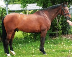 Springpferd Camiro 15 (Holsteiner, 1995, von Caretino)
