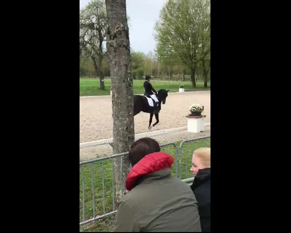 Reitturnier Meißenheim 2019