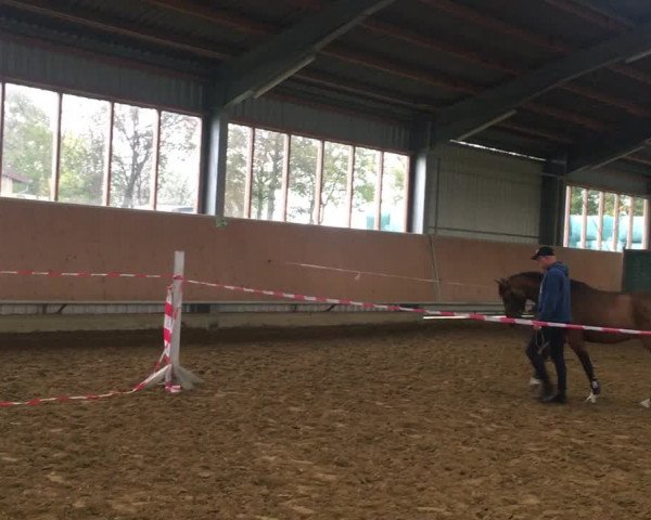 Video of Big Star Tf