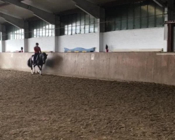 Video of Zauberlehrling HS